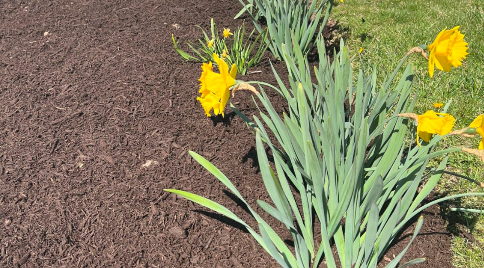 Expert Mulching