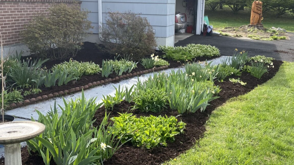 Native Plants