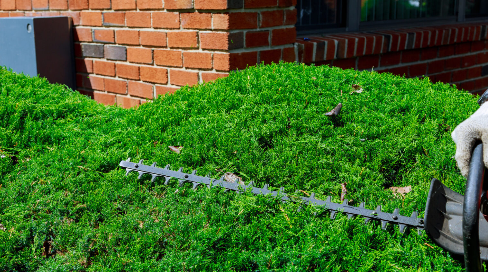 Plant Trimming services