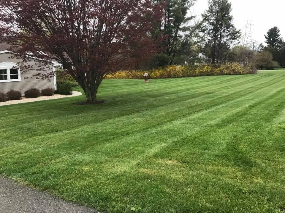Healthy residential lawn with professional mowing stripes maintained during summer in Brookfield, CT