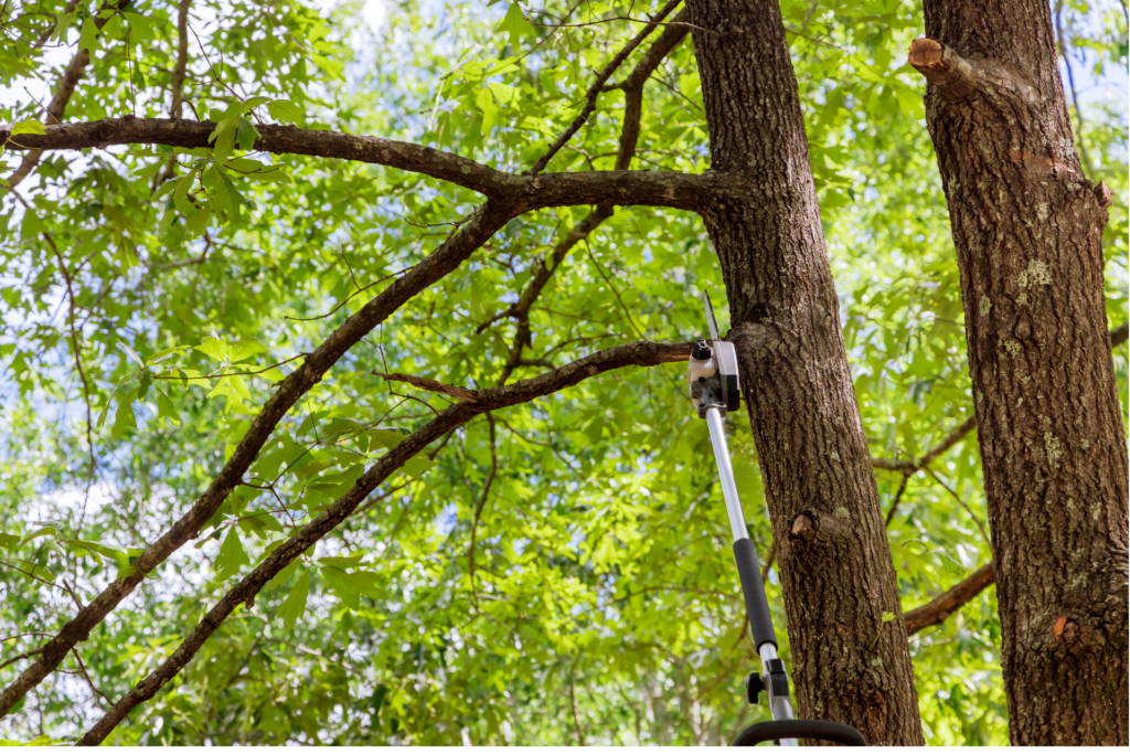 Tree pruning service using a pole saw to remove branches and maintain healthy tree growth in Brookfield, CT